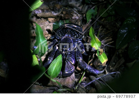 沖縄石垣島の野生のヤシガニ　Coconut Crab Ishigaki Okinawa Japan 69778937
