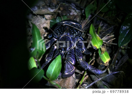 沖縄石垣島の野生のヤシガニ　Coconut Crab Ishigaki Okinawa Japan 69778938