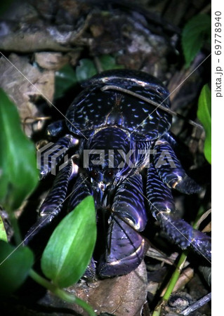 沖縄石垣島の野生のヤシガニ　Coconut Crab Ishigaki Okinawa Japan 69778940
