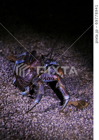 沖縄石垣島の野生のヤシガニ　Coconut Crab Ishigaki Okinawa Japan 69778941