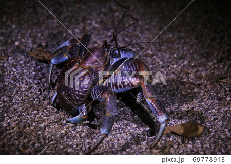 沖縄石垣島の野生のヤシガニ　Coconut Crab Ishigaki Okinawa Japan 69778943