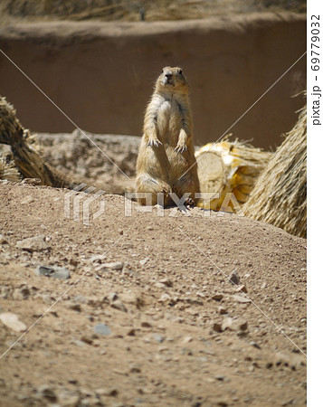 プレーリードッグ 69779032