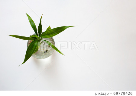 Lucky bamboo in glass bottle isolated on white background with a copy space from a high angle view Lucky bamboo in glass bottle isolated on white background with a copy space from a high angle view 69779426