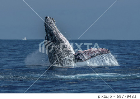 humpback whale breaching in cabo san lucas pacific ocean humpback whale breaching in cabo san lucas pacific ocean 69779433