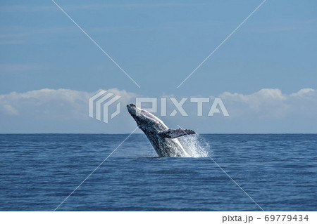 humpback whale breaching in cabo san lucas pacific ocean 69779434