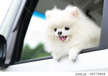 乗用車の助手席から顔を出す愛犬ポメラニアン 69779808