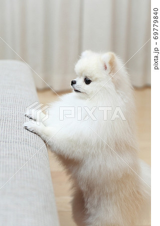 ソファにジャンプするポメラニアンの男の子 69779840