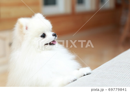 ソファにジャンプするポメラニアンの男の子 69779841