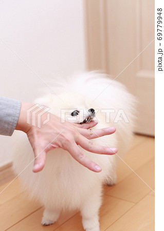 愛犬ポメラニアンに手を噛まれる男性 69779948