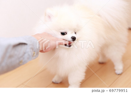 愛犬ポメラニアンに手を噛まれる男性 69779951
