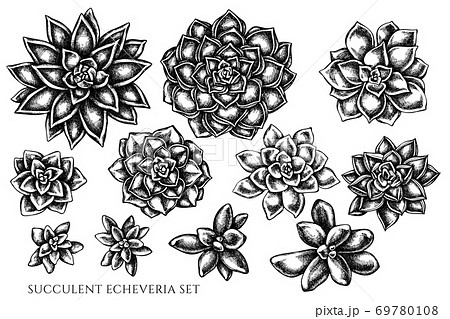 Vector set of hand drawn black and white... - Stock Illustration [69780108]  - PIXTA