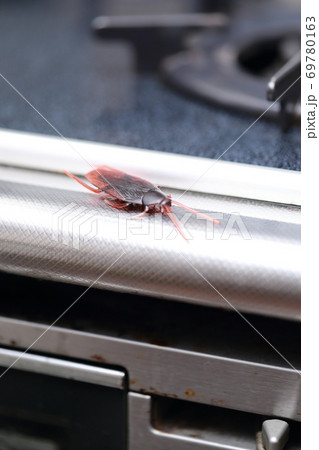汚れたキッチンに現れたゴキブリ おもちゃ の写真素材
