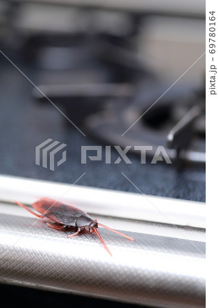 汚れたキッチンに現れたゴキブリ(おもちゃ)の写真素材 [69780164] - PIXTA