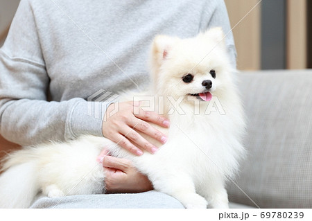 ソファに座ってポメラニアンの男の子を抱っこする女性 69780239