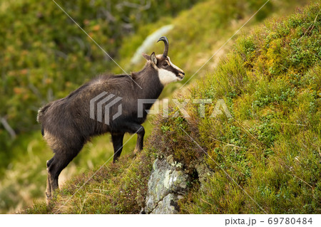 Tatra chamois climbing steep slope in mountains in summer nature. Tatra chamois climbing steep slope in mountains in summer nature. 69780484