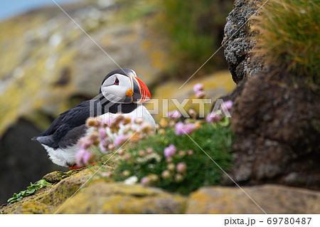 Atlantic puffin sitting on a rocky cliff in summer. Atlantic puffin sitting on a rocky cliff in summer. 69780487