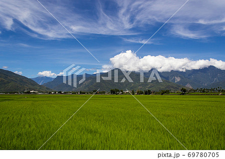 台湾 たんぼ 田んぼ 69780705