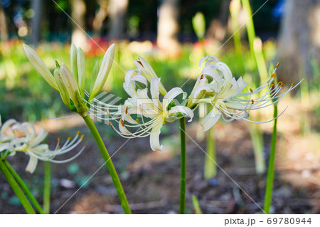 祖光院の彼岸花（千葉県松戸市） 69780944