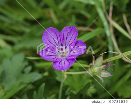 可憐なエゾフウロの花 可憐なエゾフウロの花 69781636