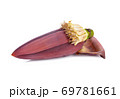 fresh banana blossom (edible) on with background 69781661