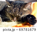 猫のお昼寝 69781679