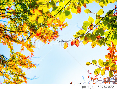 Autumn yellow leaves on blue sky background 69782072