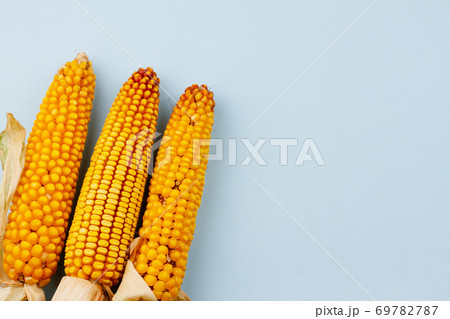 Corn on a blue background. 69782787