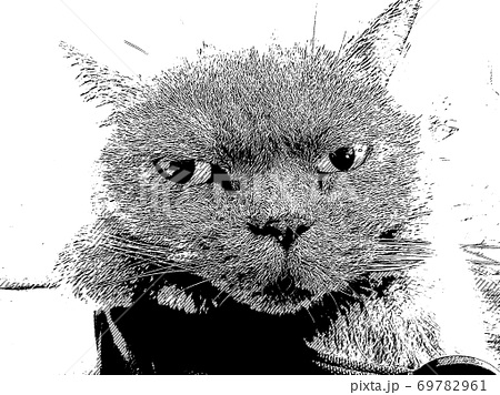 機嫌が悪い猫の白黒イラストのイラスト素材 [69782961] - PIXTA