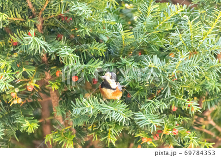 イチイの実とヤマガラ 69784353