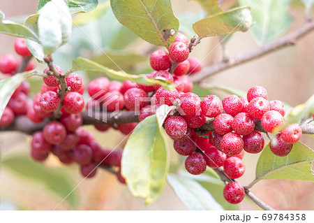 アキグミ 69784358