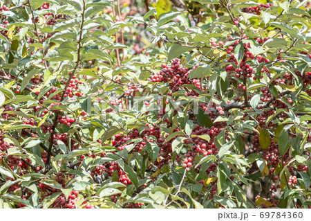 アキグミ アキグミ 69784360