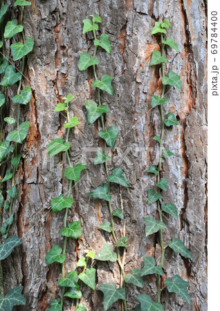Brown old pine bark and ivy texture detail, 69784400