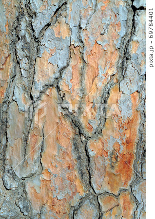 Brown old pine bark texture detail, background 69784401