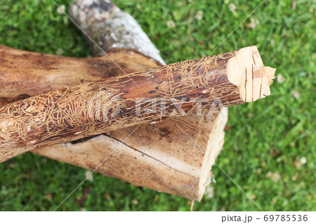 log damaged by bark beerle. felled tree log damaged by bark beerle. felled tree 69785536