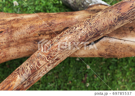 log damaged by bark beerle. felled tree log damaged by bark beerle. felled tree 69785537