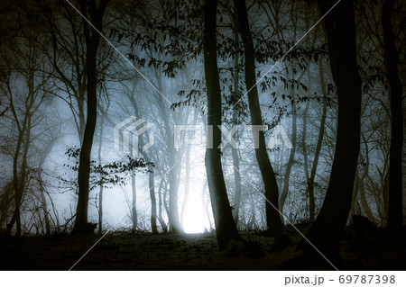 dark misty forest panorama fantasy halloween landscape dark misty forest panorama fantasy halloween landscape 69787398