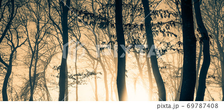 dark misty forest panorama fantasy halloween landscape dark misty forest panorama fantasy halloween landscape 69787408