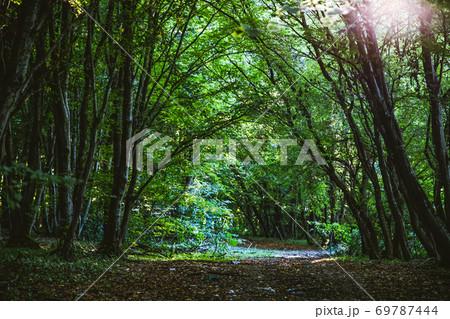 beautiful green forest in summer beautiful green forest in summer 69787444