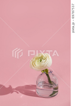 White flowers and ranunculus petals in glass vase on a pink background with hard light. Spring, summer, bloom. 69787537