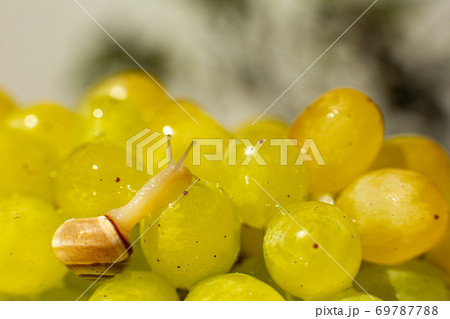 Close-up of a small snail crawling over grapes quiche mish 69787788