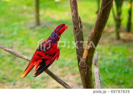 Incredibly beautiful fiery red tropical parrot. a Incredibly beautiful fiery red tropical parrot. a 69787839