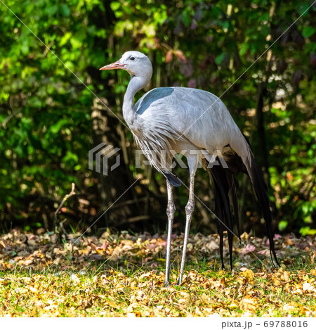 The Blue Crane, Grus paradisea, is an endangered bird 69788016