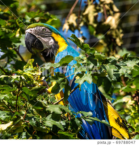 The Blue-and-yellow Macaw, Ara ararauna is a large South American parrot 69788047