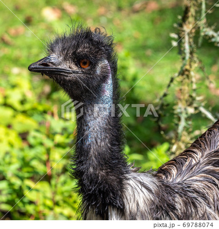 Emu, Dromaius novaehollandiae standing in grass in its habitat 69788074