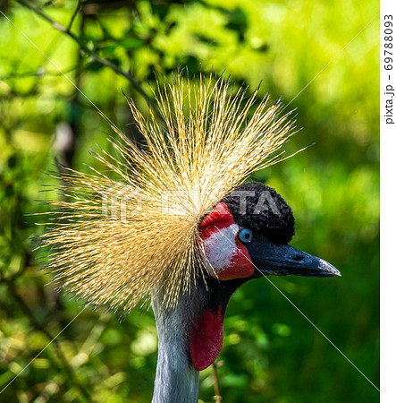 Black Crowned Crane, Balearica pavonina in a park 69788093
