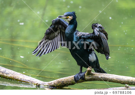 The great cormorant, Phalacrocorax carbo sitting on a branch 69788106