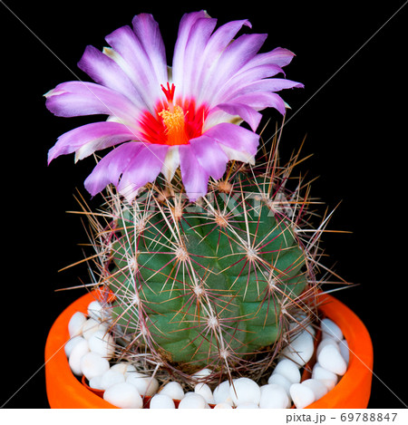 Cactus flowers on black 69788847