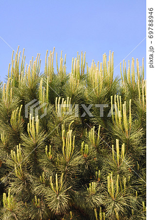 Needle leaf pine tree in its natural environment Needle leaf pine tree in its natural environment 69788946