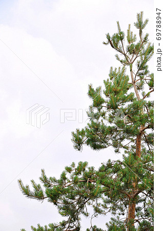 Needle leaf pine tree in its natural environment 69788947