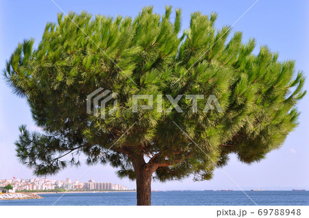Needle leaf pine tree in its natural environment Needle leaf pine tree in its natural environment 69788948